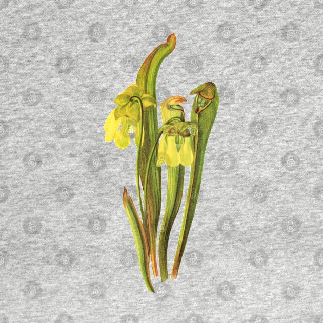 Hooded Pitcherplant - Sarracenia Minor- Walcott - Botanical Illustration by chimakingthings